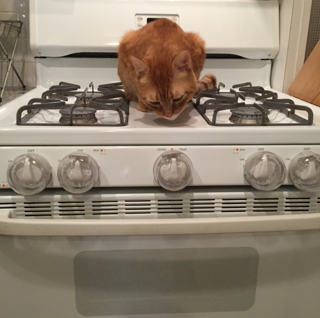 What I learned from the time my cat turned on my stove (seriously)